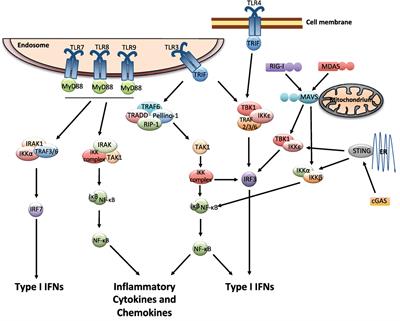 Type I Interferons as Regulators of Lung Inflammation